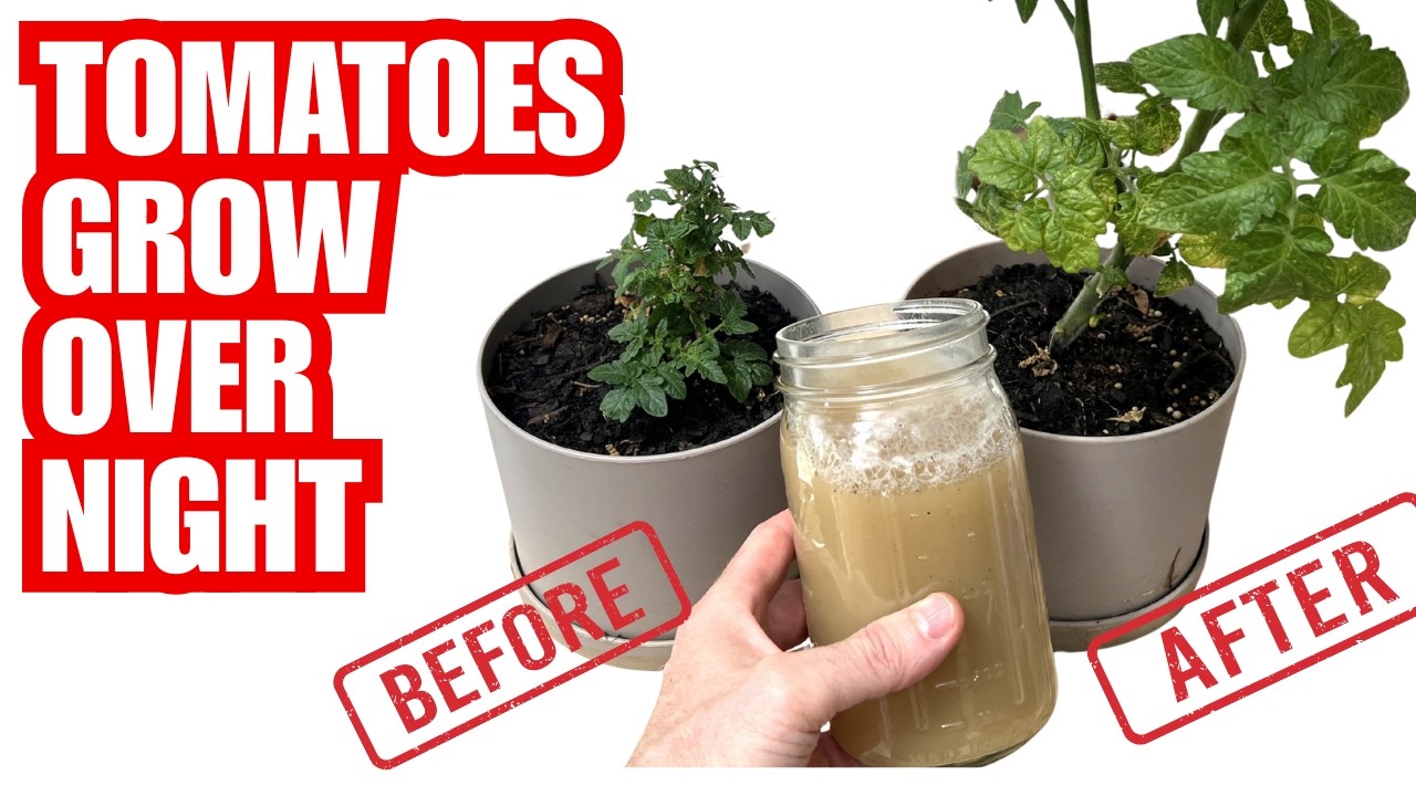 DIY Mix Makes Tomatoes Grow Instantly | SEE THE RESULTS!!!