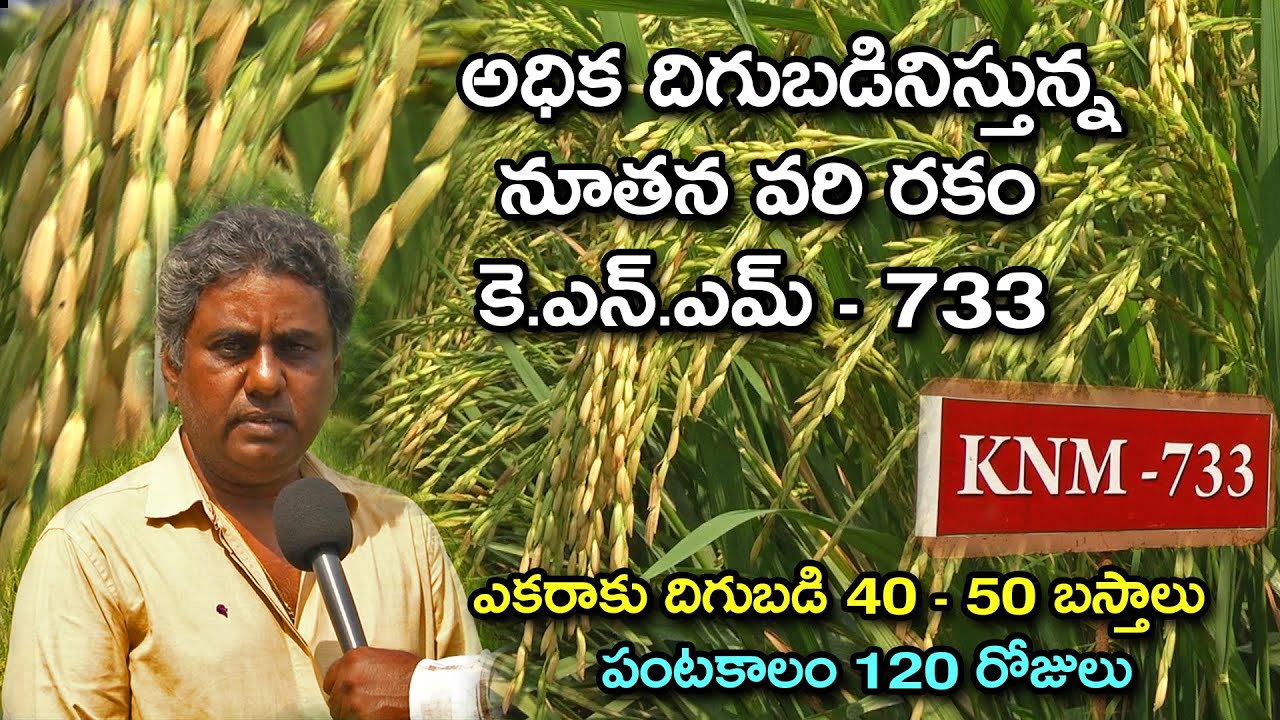 నూతన వరి రకం కె.ఎన్.ఎమ్ 733 ( కూనారం రైస్ 1)||High yields new rice variety KNM - 733 -Karshaka Mitra