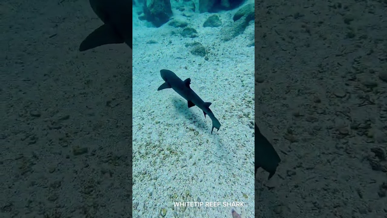 Galapagos 2026 (Vertical)