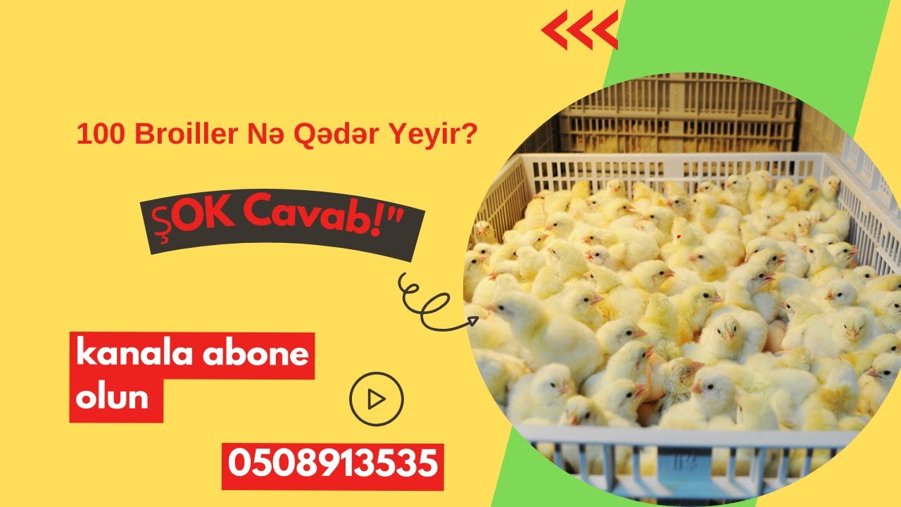 100 Broiller Nə Qədər Yeyir? ŞOK Cavab!