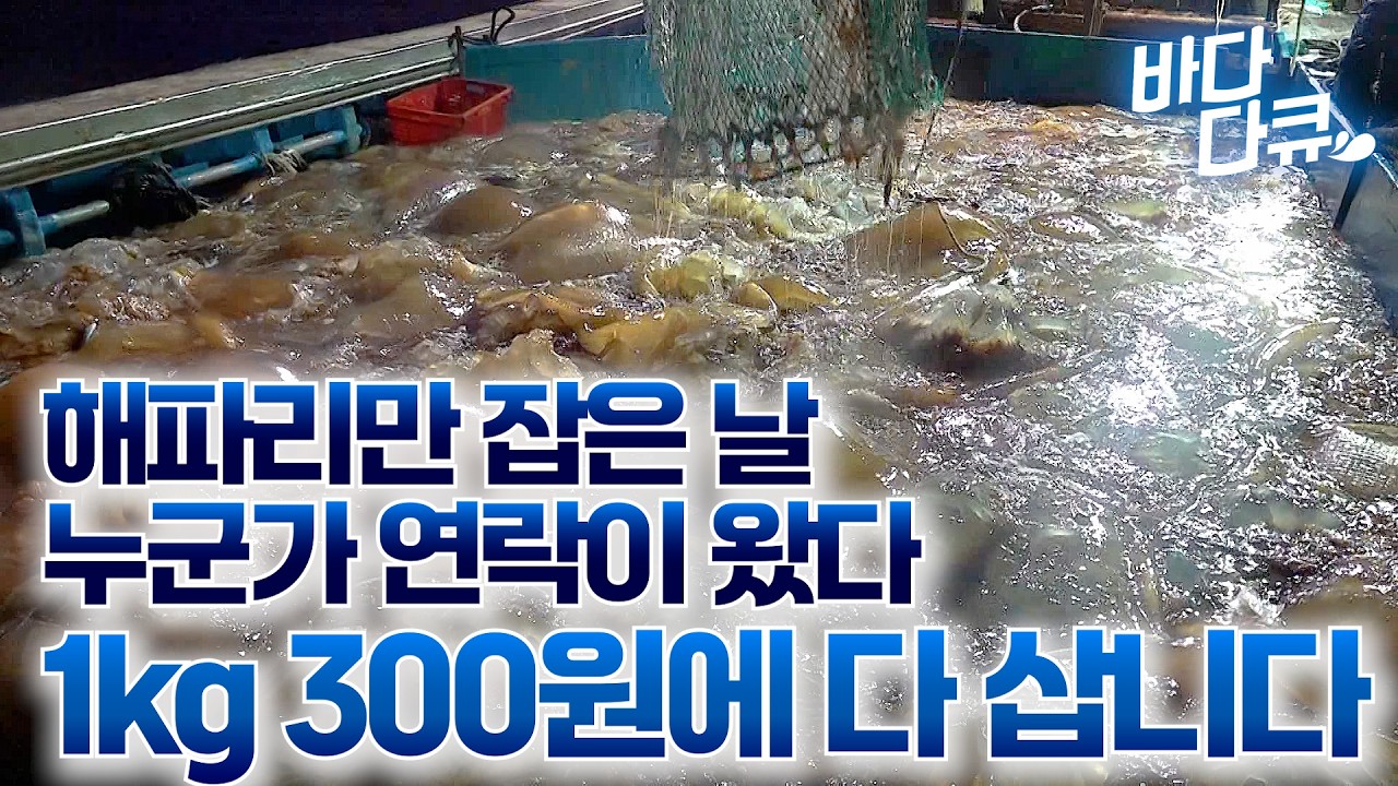 심각한 한국 바다 상황. 답 없는 해파리 폭탄을 누가 산다고 연락이 왔다 / #바다다큐