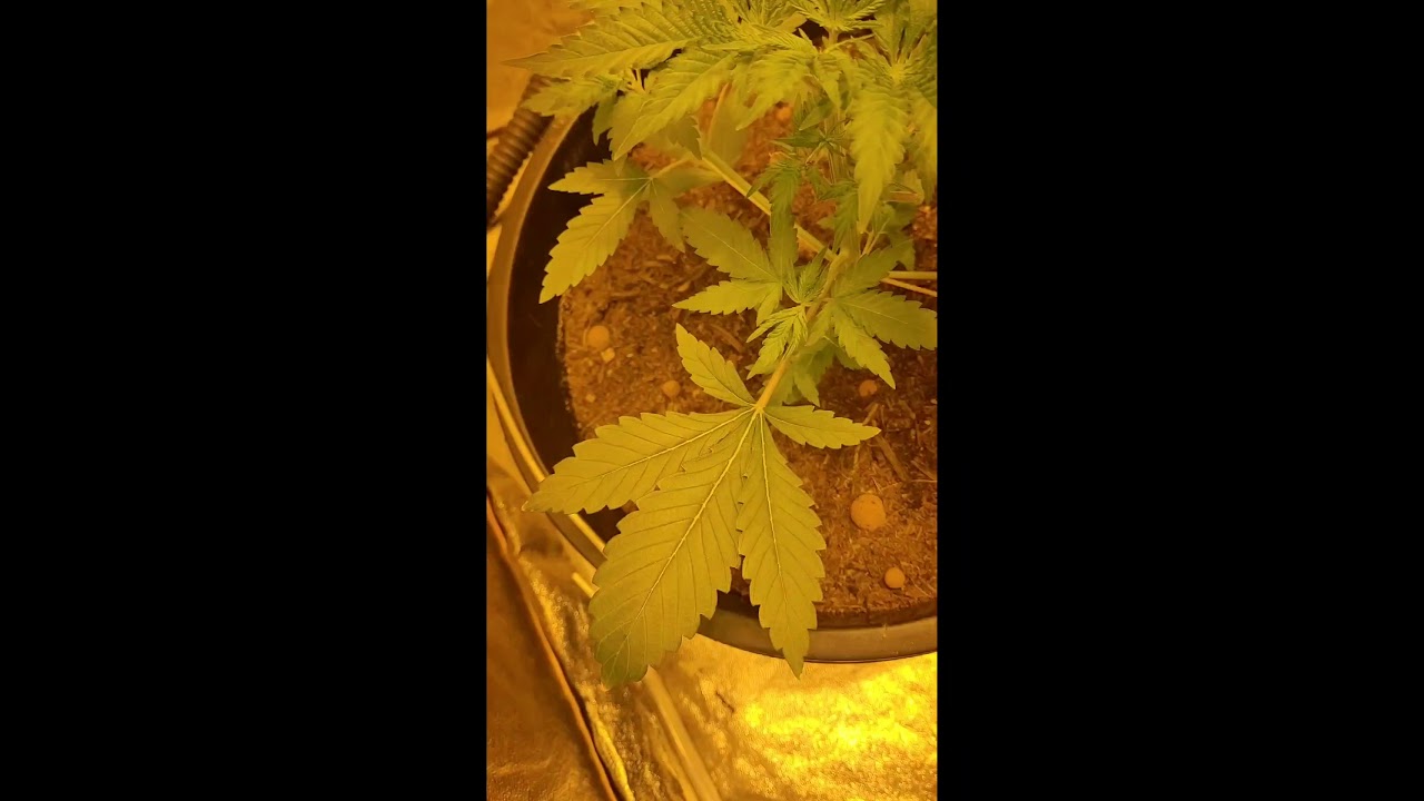 monkey glue week 4 in grow