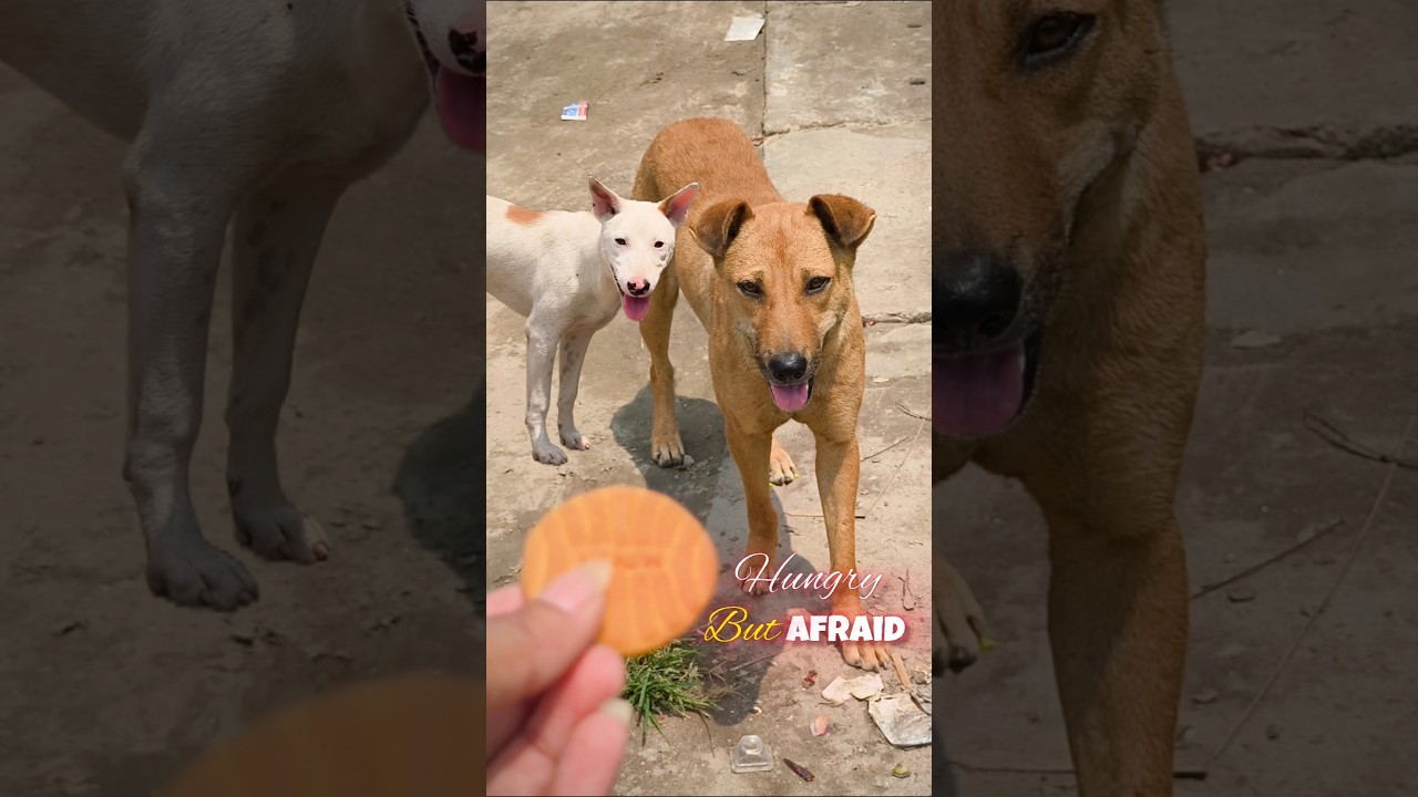 Kid Feeds Stray Dogs 🐶 | Pure Kindness Moment ❤️