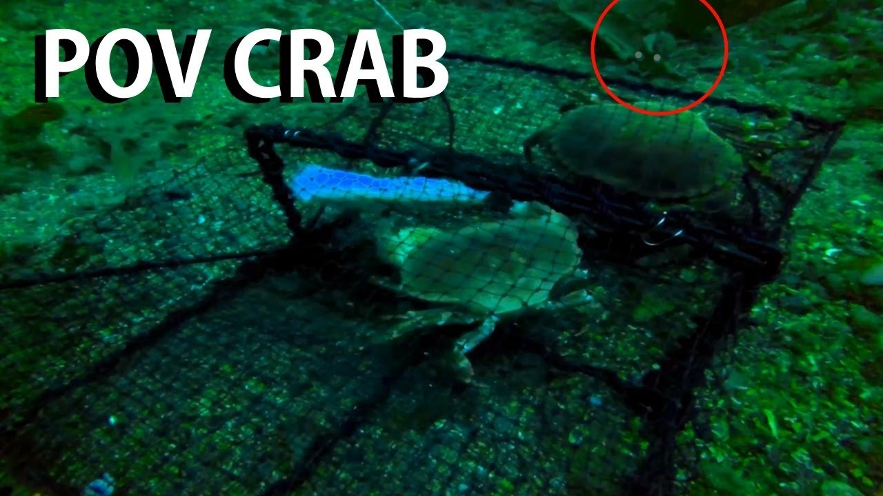 Creatures & Creepy Crawlies Caught on Gopro in Crab Trap!