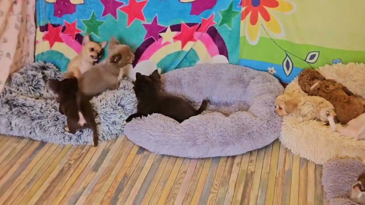 Смело заводите вторую собаку- в кино ходить не надо будет 😂