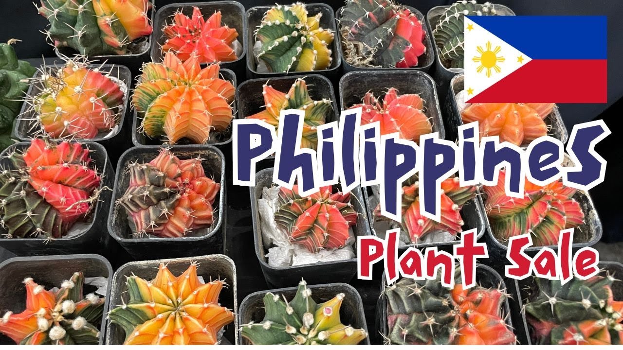 Philippines! Horti Filipina Plant Sale | #plantshow #cactusforsale