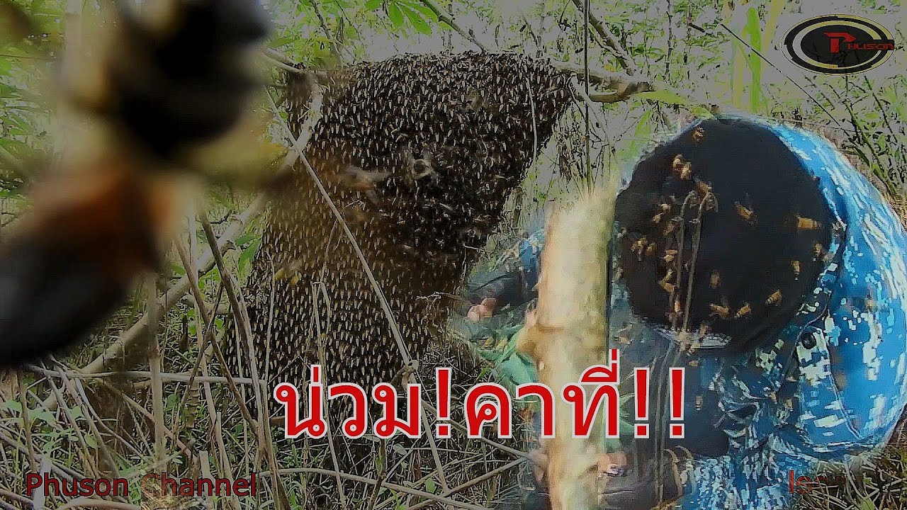 พรานมังกรกำแพงเพชร โดนผึ้งหลวงรุมต่อยยับทั้งตัวเพราะความประมาท