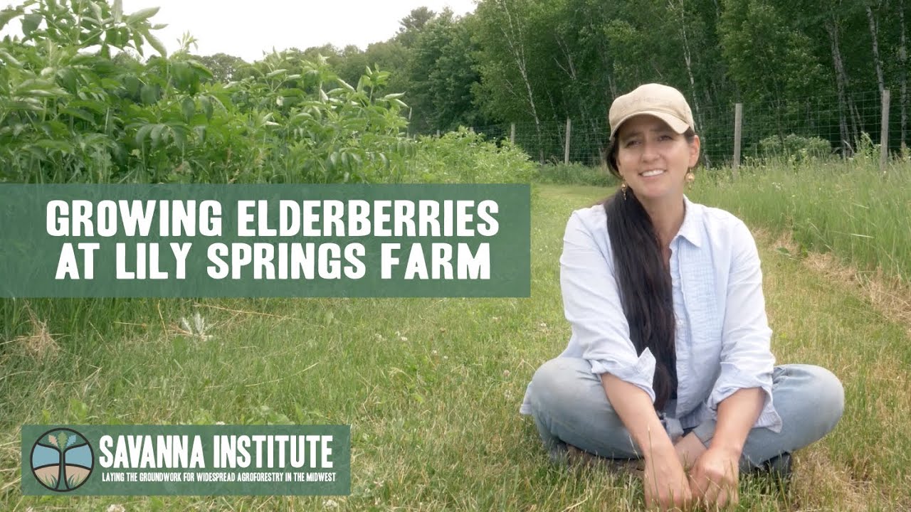 Growing Elderberries at Lily Springs