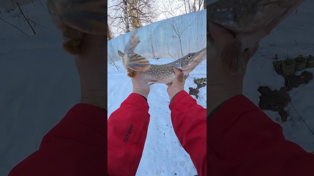 Первая щука сезона. Разловил Tiro24 с воблерами, доволен как слон. Щука весной на малой реке.