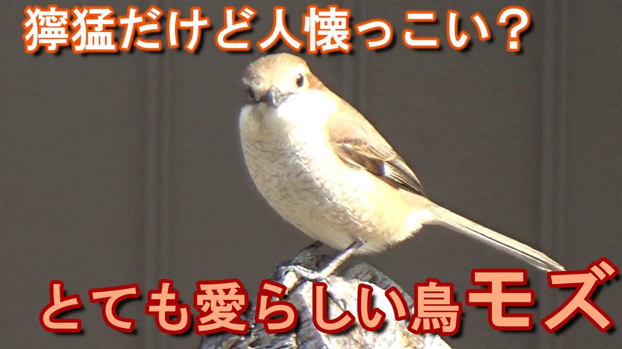 獰猛だけどちょっと人懐っこい？とても可愛らしい鳥「モズ」