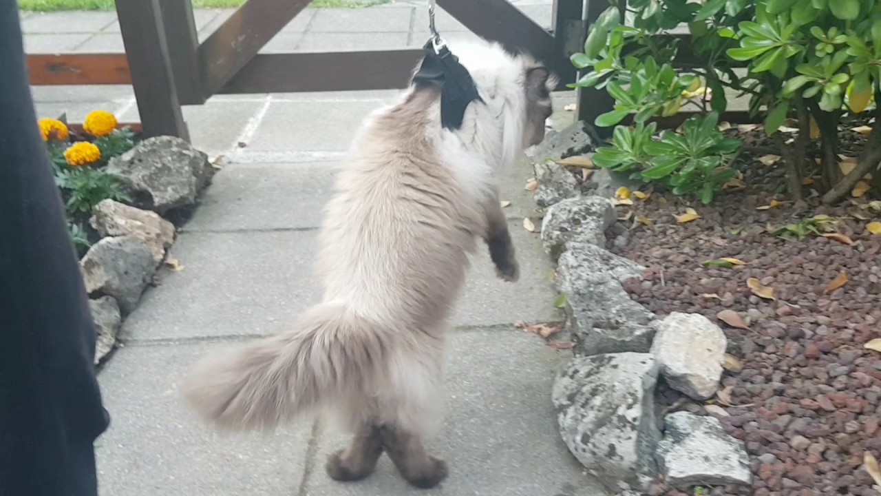 Pettorina per gatti