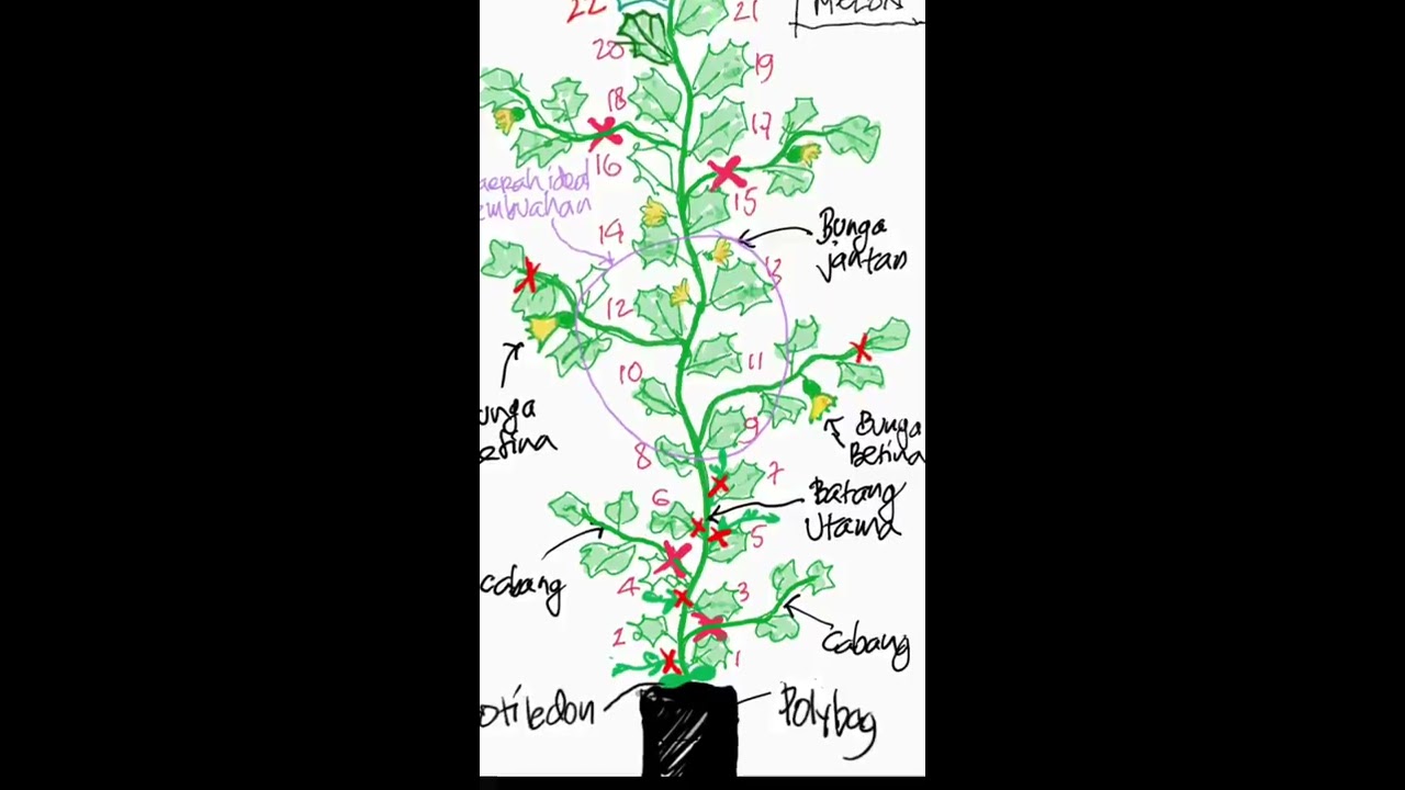 Tutorial pruning pohon Melon Tahap I