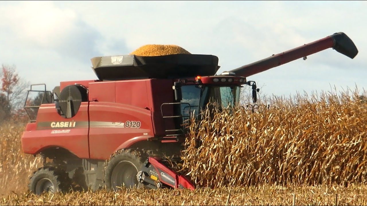 Corn Harvest 2023 | Case IH Axial-Flow 8120 Combine Harvesting Corn | Ontario, Canada