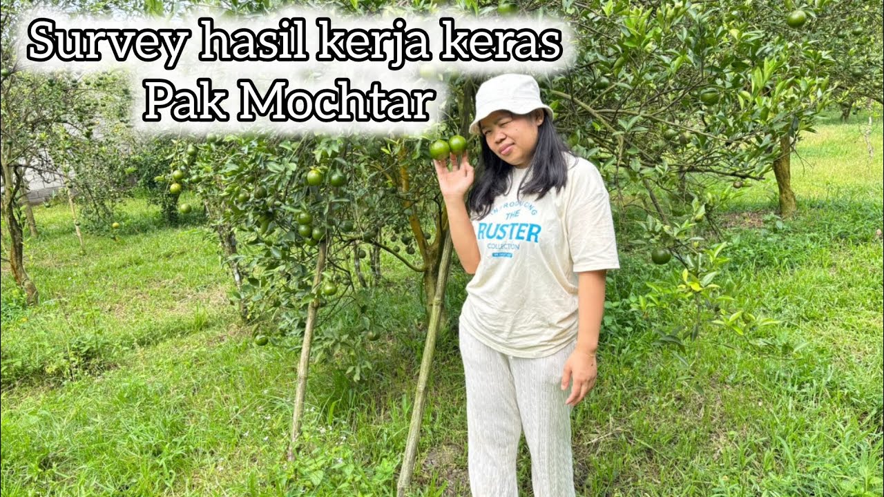 Survey perkebunan hasil dari menjadi TKW di Singapura 🇸🇬