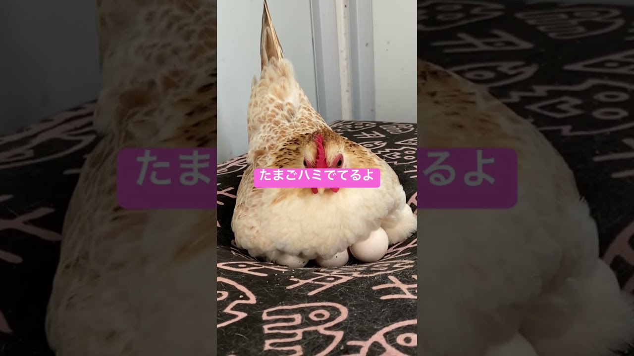抱卵はじまったけど多すぎじゃ&hellip;#shorts #ニワトリ #沖縄vlog #伊計島 #セラマ #抱卵