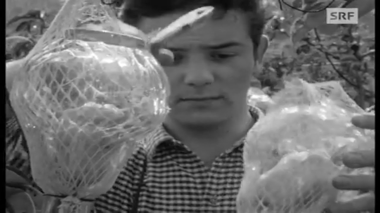 Die Birne in der Flasche  (1968) | SRF Archiv