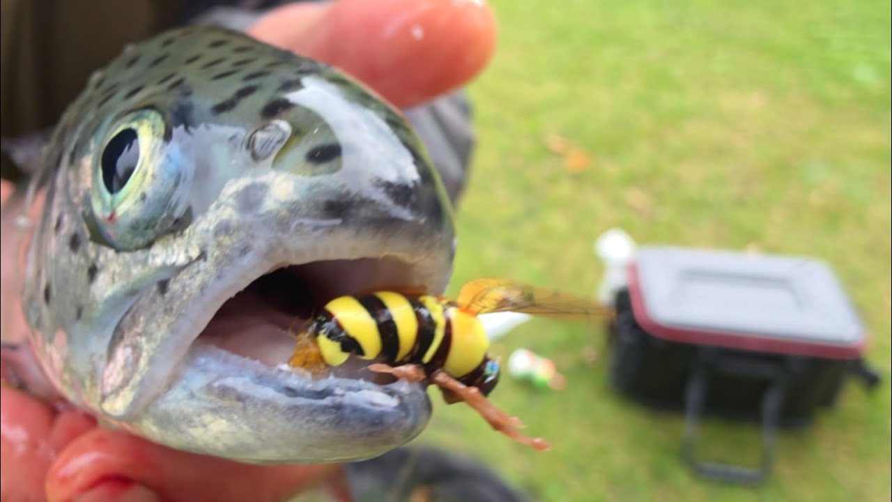 Käfer Angeln und alles was du zum Thema BiggiTrouts wissen musst 🎣🦈