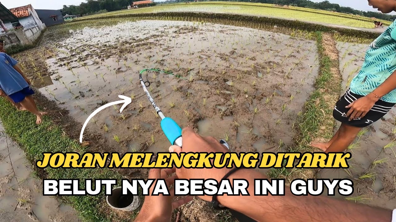 MANCING BELUT PAKAI JORAN PANCING‼️ KOK BISA SIH⁉️ TEKNIK MANCING TERBARU