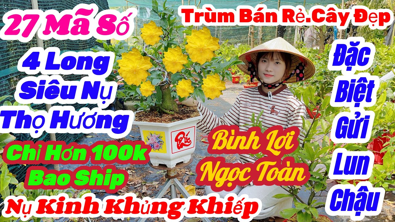 🌼25/1☎️0389 346 120👉Ánh Linh🌲Mai Vàng Giá Rẻ🌲Xã 27 Mã Số Gốc Nhớt Đế Nôm Chơi Tết Nhiều Giống Đẹp Rẻ