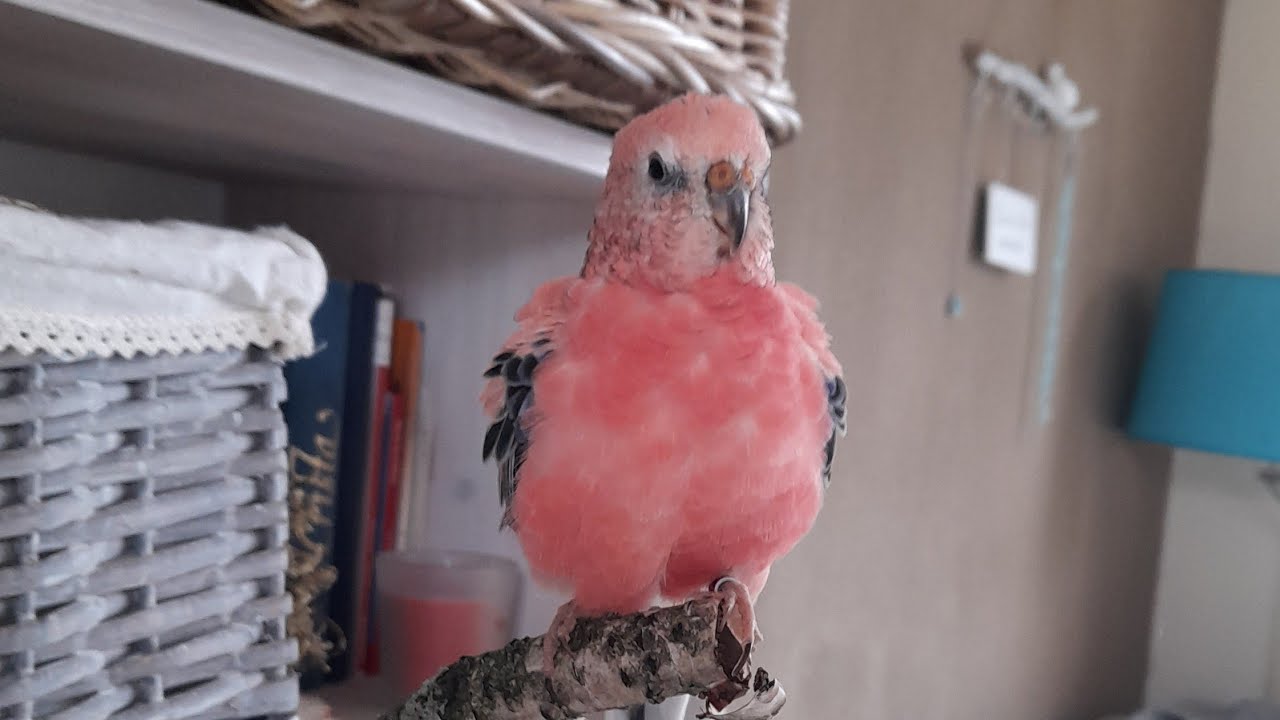 Rosey Bourke parakeet singing