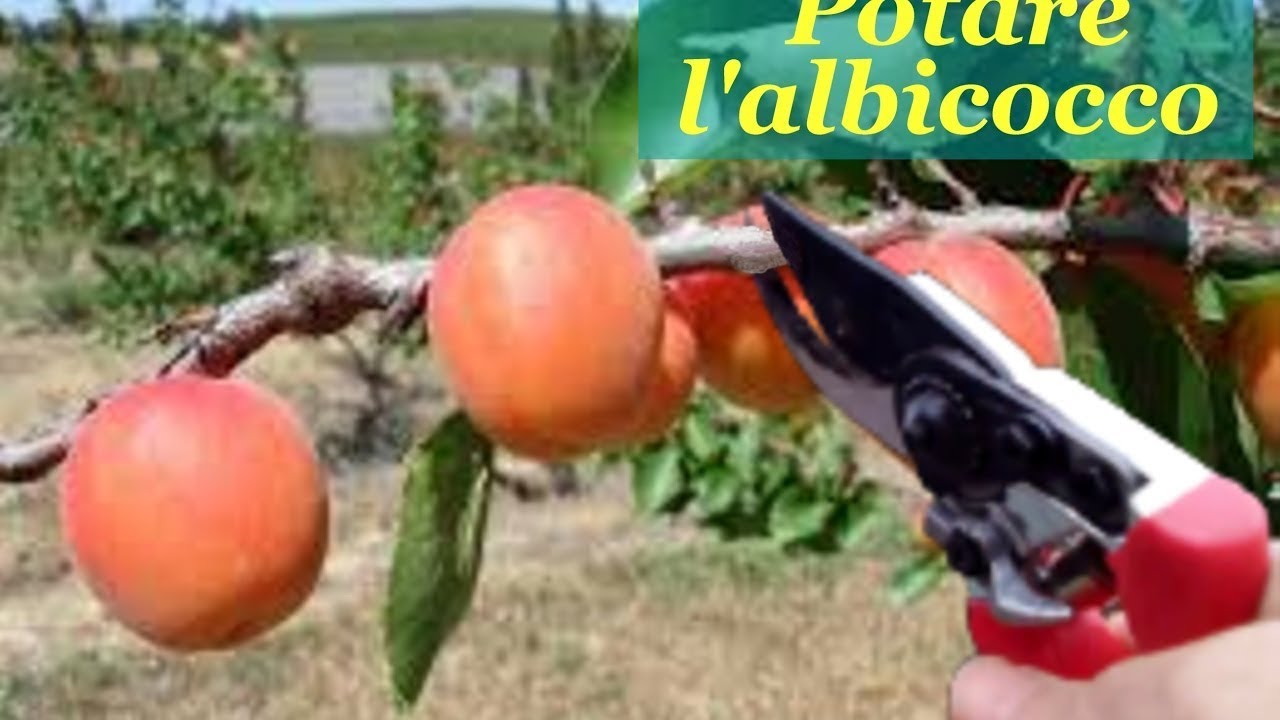 POTARE L' ALBICOCCO