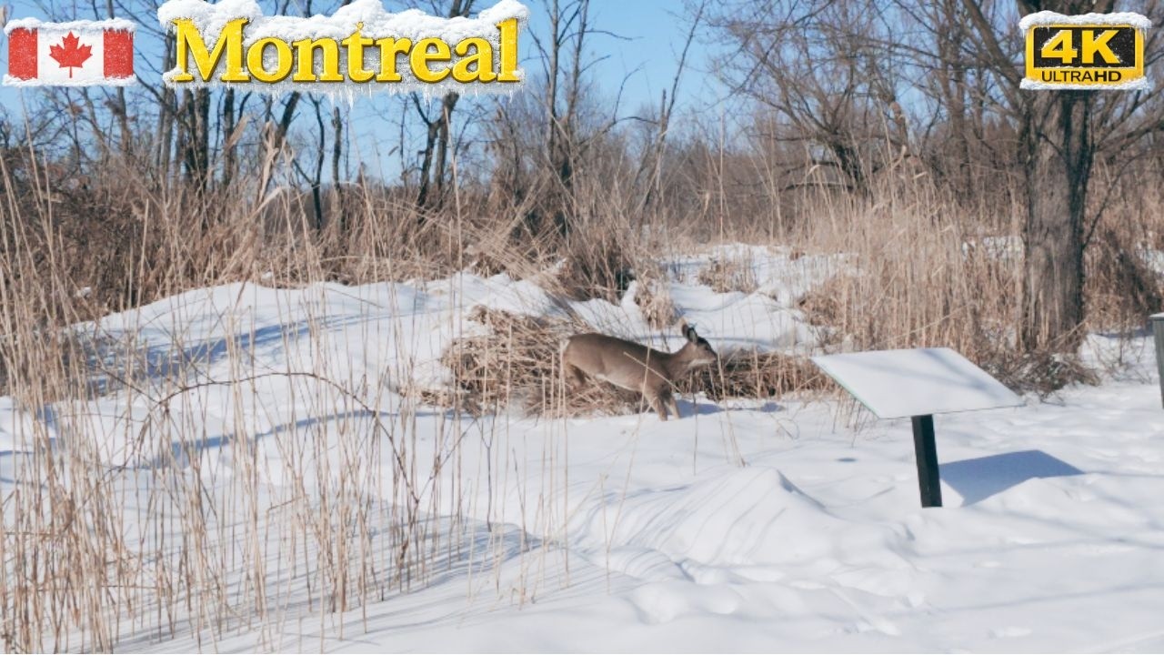 [4K] A Peaceful Walk Through a Snow-Covered Nature Park #snow #naturewalk #montreal