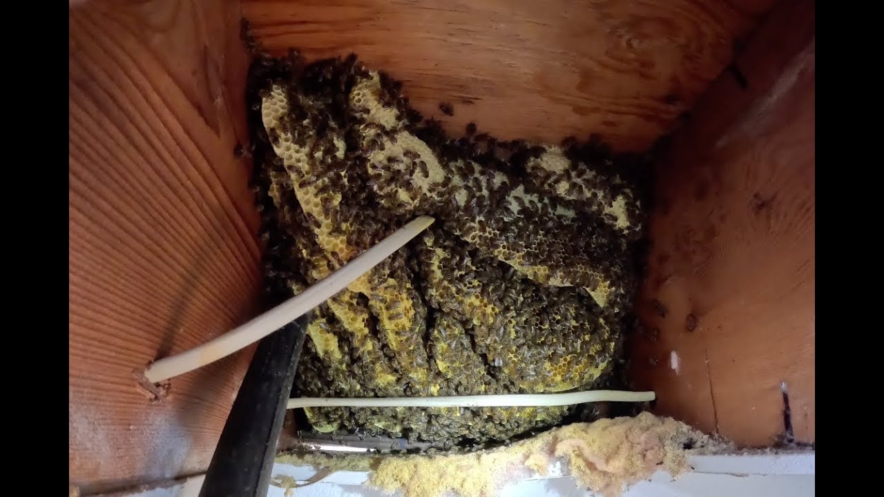Bees in a bathroom ceiling! Lets get them out!