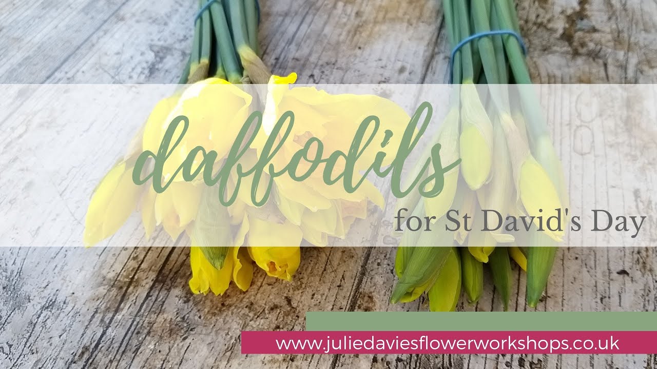 Daffodils | St David's Day