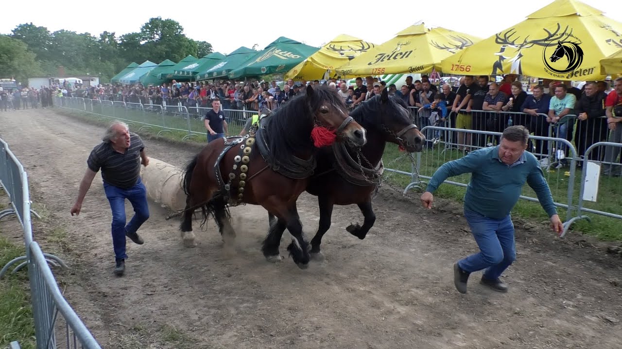- GORDAN SA RUBINOM I TARZANOM ŠAMPION SREDNJE U RUMI-