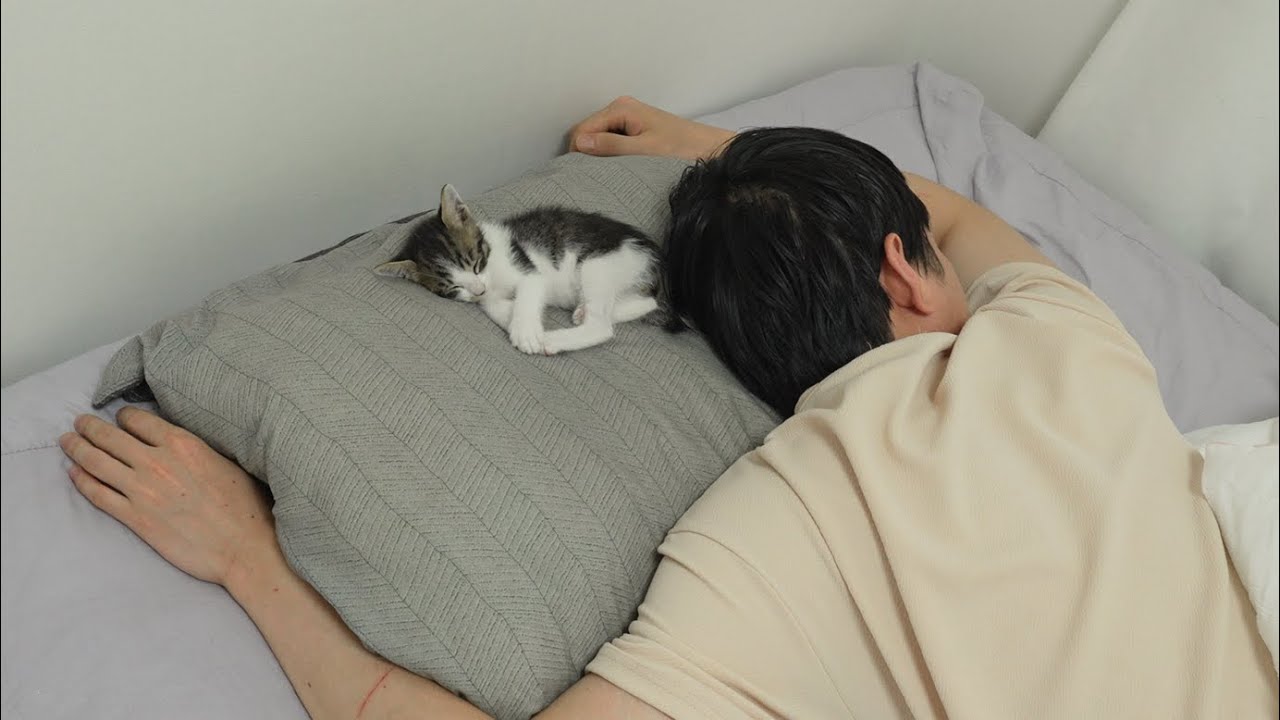 What Happens When a Baby Kitten Wants to Sleep with You on the Same Pillow?
