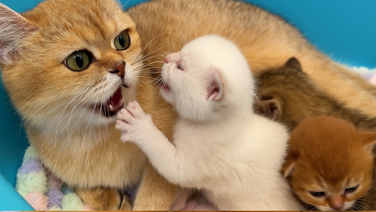 Мама кошка зовет котят.