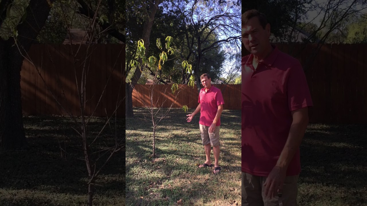 Lawn Tree Placement Tips with Larry Womack