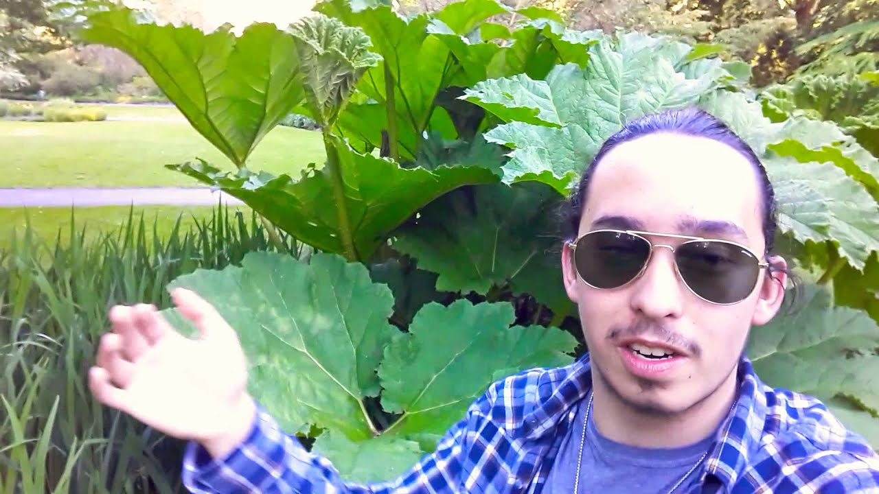 Gunnera manicata basics / Giant Rhubarb / Chilean Rhubarb / Giant Ornamental Rhubarb