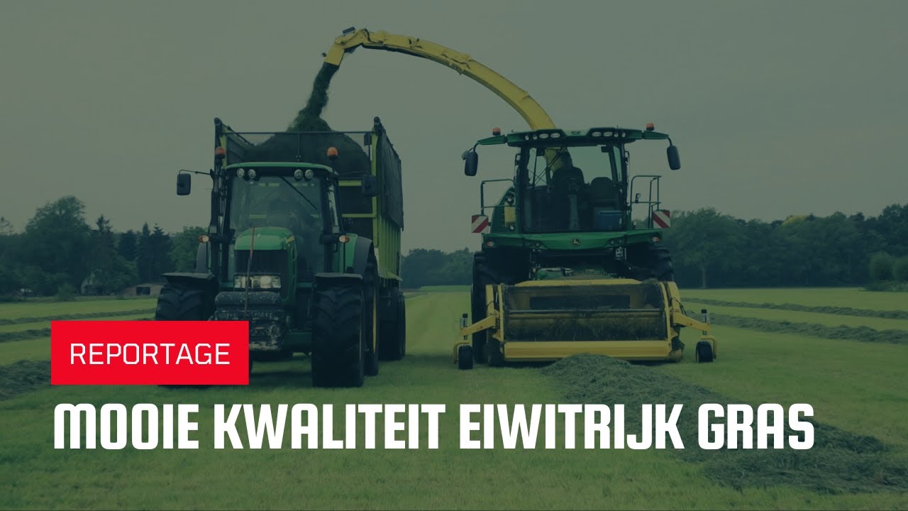 Mooie kwaliteit eiwitrijk gras