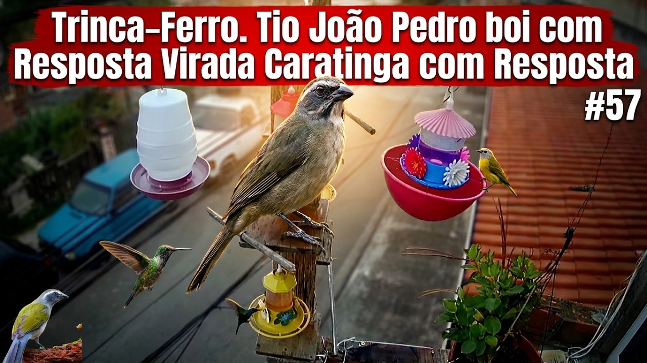 Trinca-Ferro. Tio João Pedro boi com Resposta Virada Caratinga com Resposta. #57