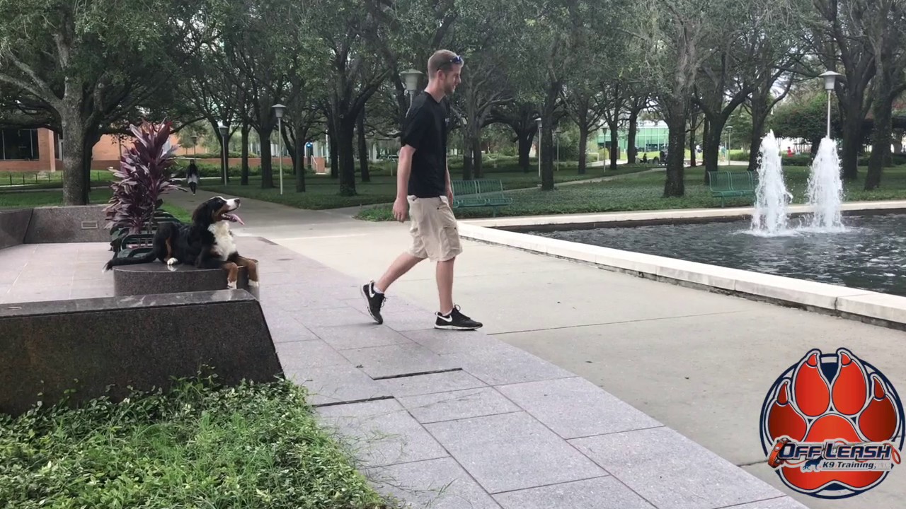 6 Month Old Bernese Mountain Dog, Maverick! Before and After Offleash K9 Training Tampa Bay
