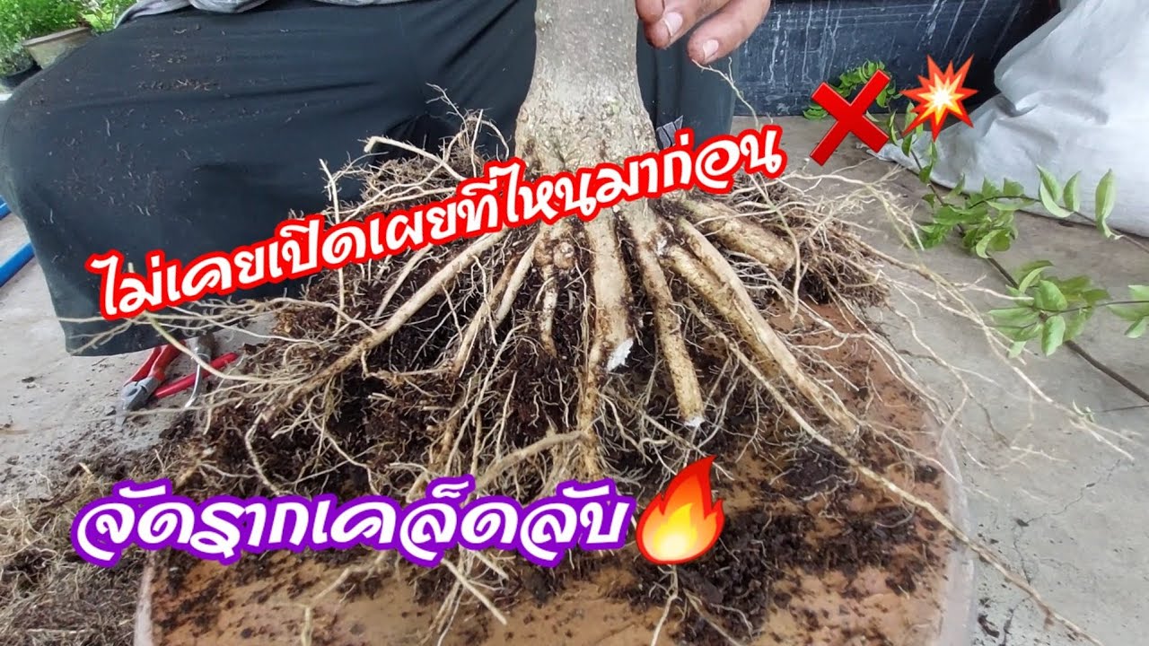 🔥เคล็ดลับ!❌️ที่ไม่เคยบอกใคร? การจัดรากไม้ทุกชนิด ทำแบบนี้หลังจากไม้จบแล้วก็จะสวย