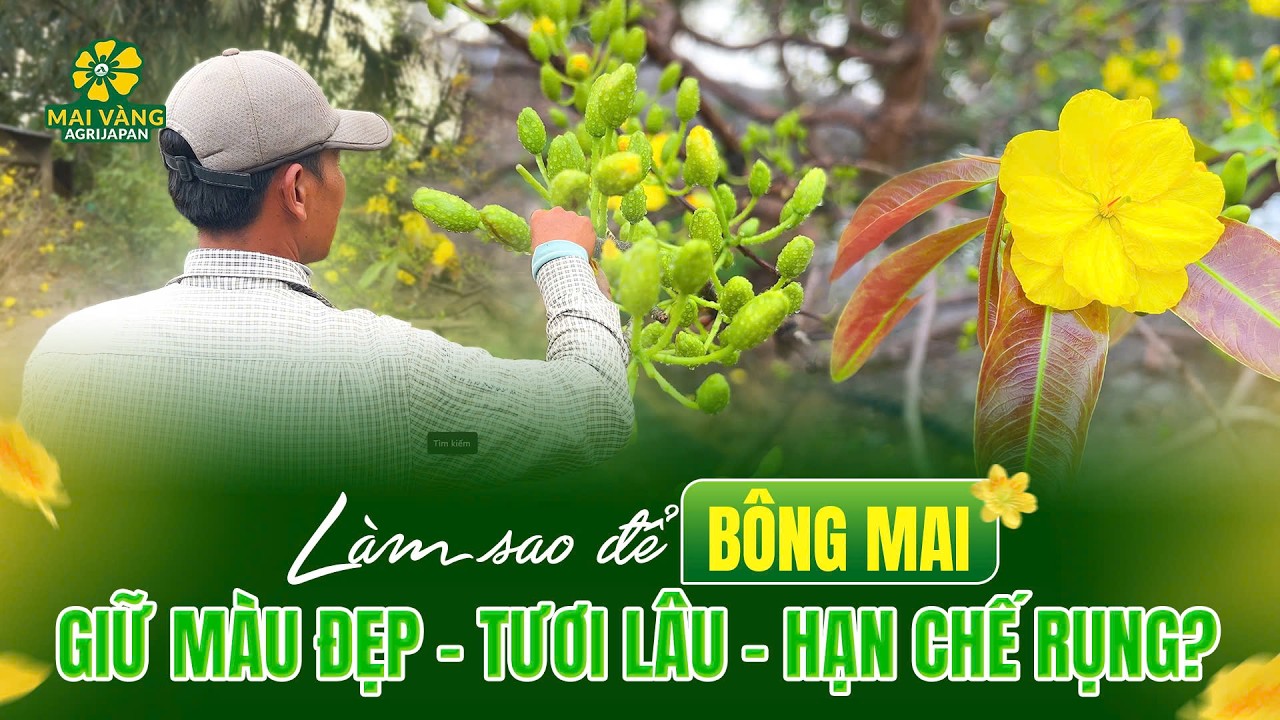 LÀM SAO ĐỂ BÔNG MAI GIỮ MÀU ĐẸP - TƯƠI LÂU - HẠN CHẾ RỤNG?