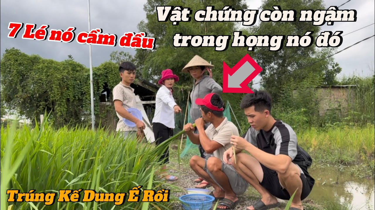 Lũ Báo nge lời Dung Ế dụ ra quậy banh đám lúa Bà 4 và Cái Kết- Bị Dung Ế gài rồi lũ báo ơi