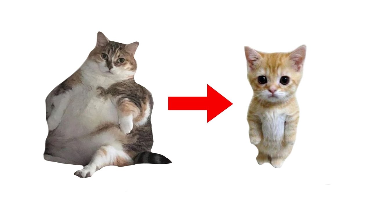 How to lose weight explained in 53 seconds