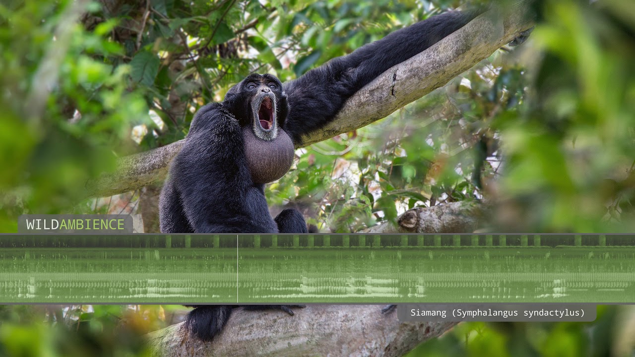 Siamang Sounds & Calls