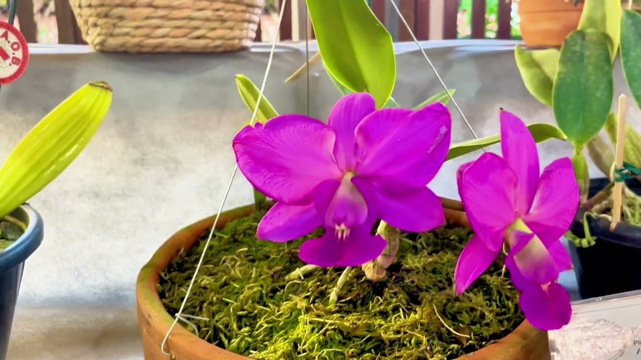 Visita a 79º Exposição de Orquídeas de Rio Claro SP