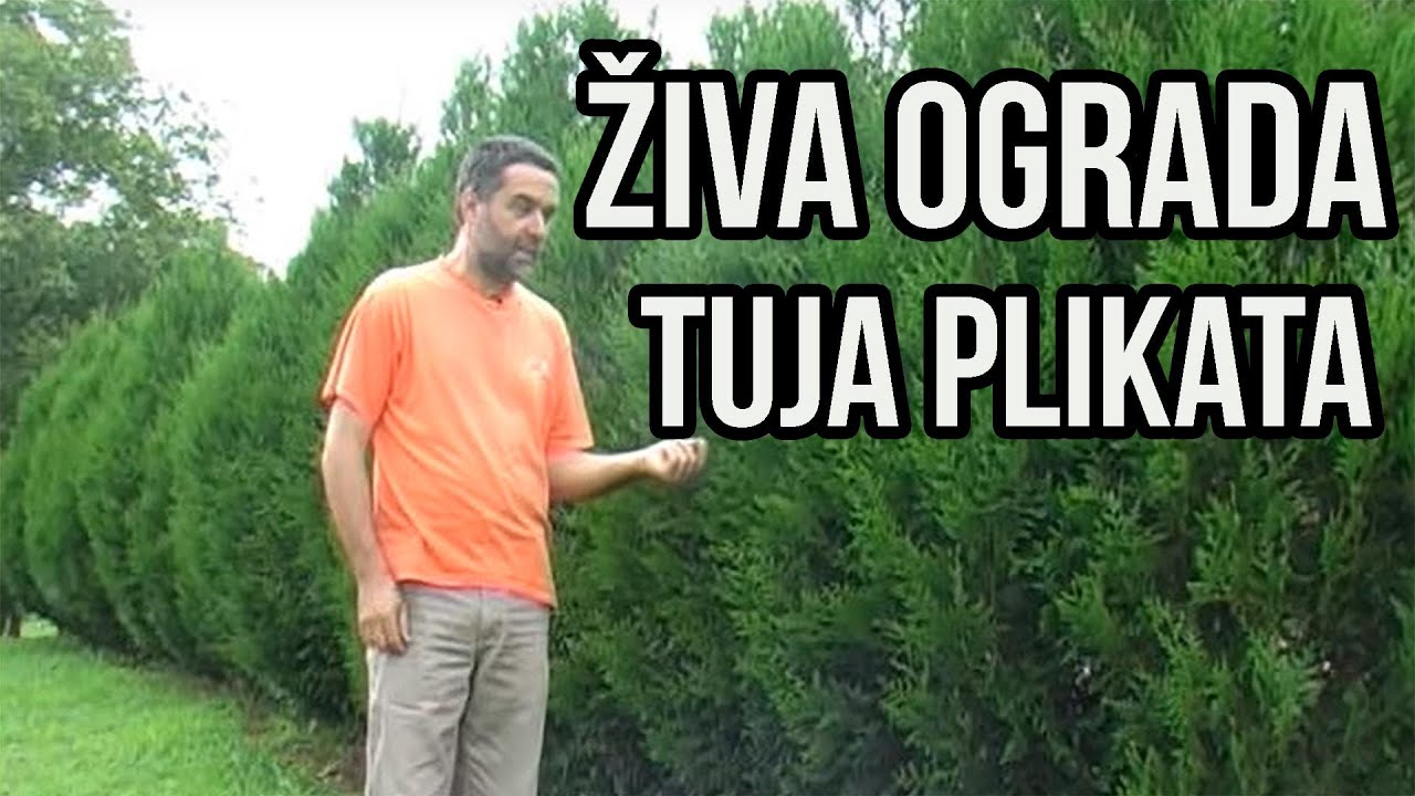 Žive ograde - Thuja plicata