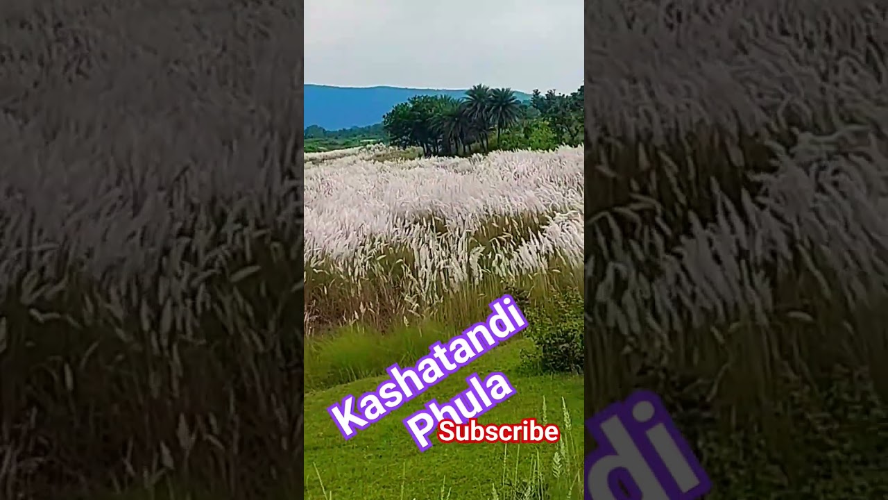 Kashatandi phula