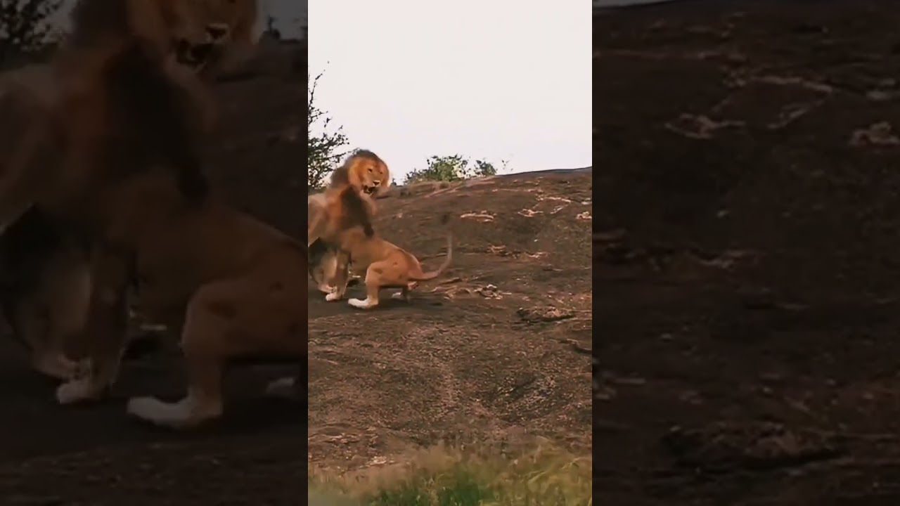 male lions fight over a female