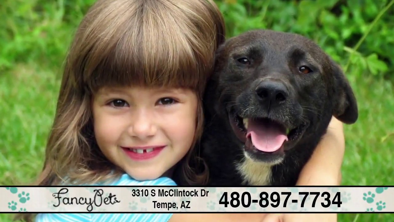 Fancy Pets Grooming | Teeth Brushing, Ear Cleaning, Styling, Flea & Tick Treatment | Tempe, AZ