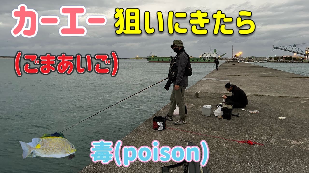 okinawaカーエー（ゴマアイゴ）狙いにいったら！
