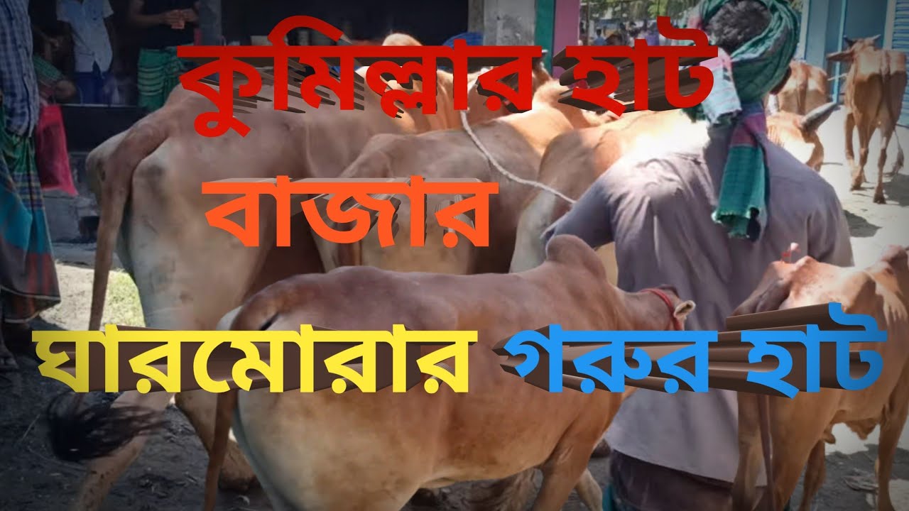 কিভাবে গরুগুলো হাঁটে নিয়ে যাওয়া হয় সেগুলো ভিডিওতে ধারণ করা হয়েছে#viral #cow #hamba
