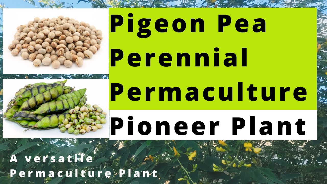 Голубиный горошек – многолетнее растение-пионер пермакультуры