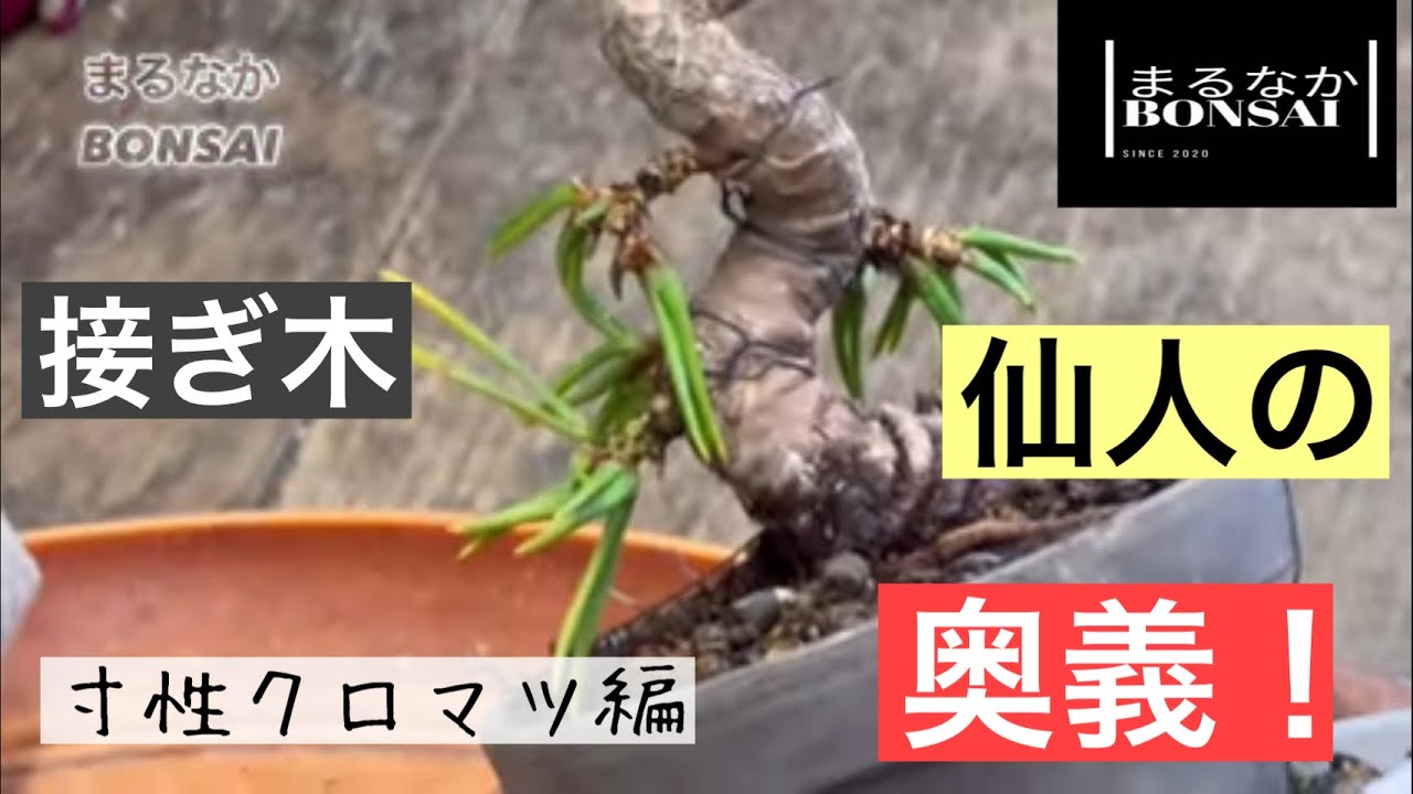 #147  接ぎ木の仙人の奥義！(寸性クロマツ編)  【ミニ盆栽】@bonsai1007